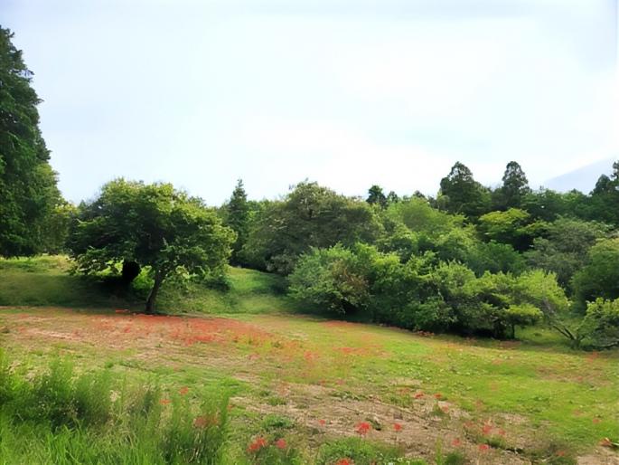 曼殊沙華