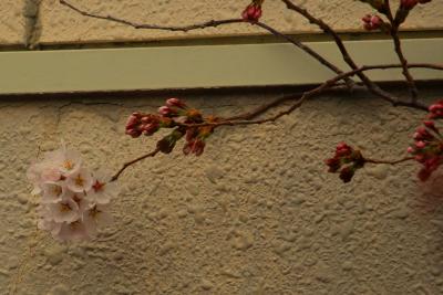 東豊中学校の桜